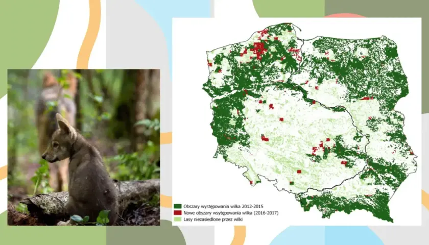 Młody wilk w lesie, obok mapa pokazująca, gdzie mieszkają wilki w Polsce i gdzie ich populacja się rozszerza.