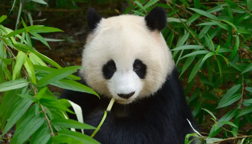 Panda jedząca bambus. Czy wiesz, że pandy spędzają 10-16 godzin dziennie na jedzeniu? To jedne z wielu ciekawostek o pandach.