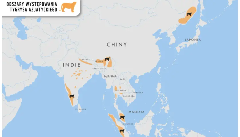 Mapa pokazuje, gdzie żyją tygrysy: Indie, Nepal, Bhutan, Bangladesz, Mjanma, Tajlandia, Malezja, Indonezja, Rosja i Japonia.