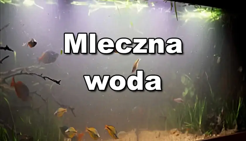 Mleczna woda w akwarium po 1 dniu. Rybki pływają w zamglonym otoczeniu, rośliny ledwo widoczne.