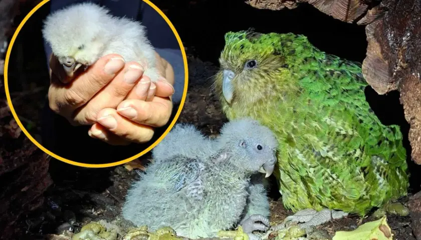 Mały, puchaty pisklak papugi kakapo w dłoniach, obok dorosłego osobnika i drugiego pisklaka w gnieździe.