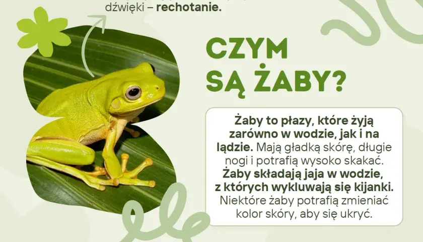 Zielona żaba na liściu, idealna na dzień żaby. Wydaje charakterystyczne dźwięki – rechotanie.