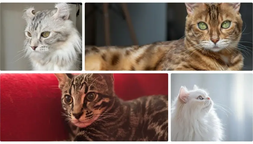 Cztery urocze koty: perski, bengalski, amerykański curl i pręgowany. Ile jest kotów na świecie? Tyle piękna!