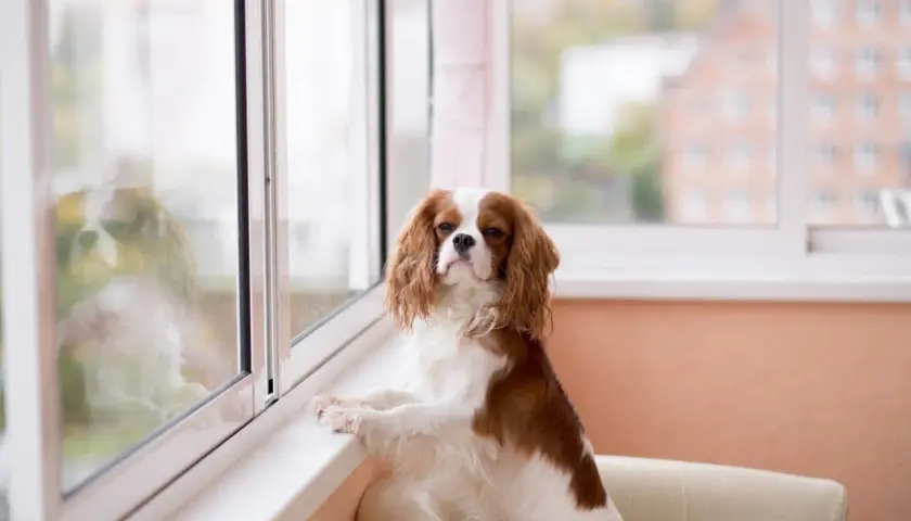 Uroczy piesek rasy Cavalier King Charles Spaniel, który czeka na swojego pana, siedząc na kanapie przy oknie w bloku.