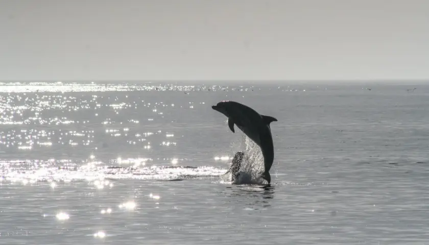 Delfin wyskakuje z wody na tle błyszczącego morza. To piękne morze czarne zwierzęta w akcji.