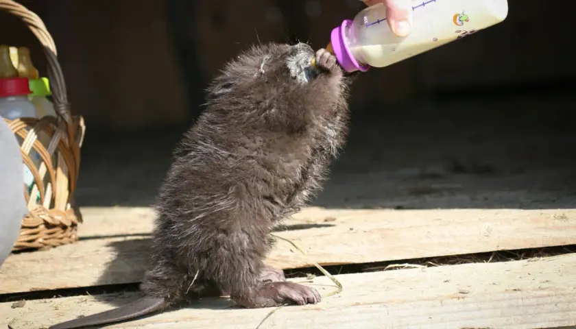 Młody bóbr pije mleko z butelki.