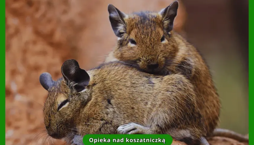 Dwie koszatniczki domowe przytulają się do siebie. Jedna z nich opiera głowę na grzbiecie drugiej, tworząc uroczy widok.