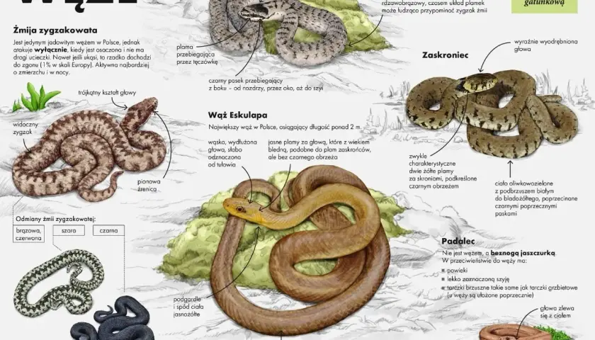 Ilustracje węży: zaskroniec, żmija zygzakowata, wąż Eskulapa i padalec.