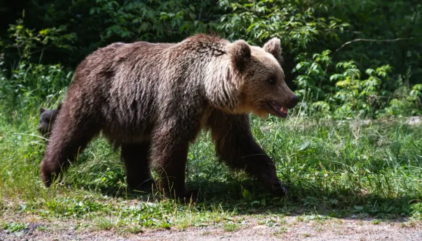 Dorosły niedźwiedź brunatny z młodym w tle, przemierzający polską dzicz.