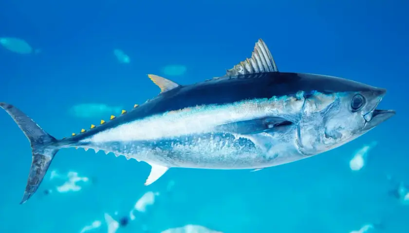 Potężny tuńczyk ryba pływa w głębinach oceanu, jego srebrzyste łuski lśnią w błękitnej wodzie.