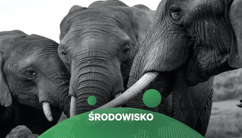 Trzy słonie w zbliżeniu. Zastanawiasz się, ile jest słoni na świecie? Dbajmy o ich środowisko.