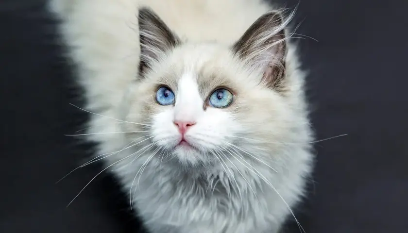 Uroczy kot rasy Ragdoll z niebieskimi oczami, idealny do poradnika "jak wychować kota".