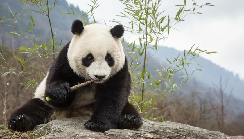 Siedząca panda gryzie gałązkę. Czy panda to niedźwiedź? To pytanie nurtuje wielu, ale ta urocza panda z pewnością wygląda jak mały, futrzasty niedźwiadek.