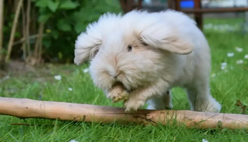 Puszysty królik teddy dorosły, z długimi uszami, skacze przez pień drzewa na trawie.