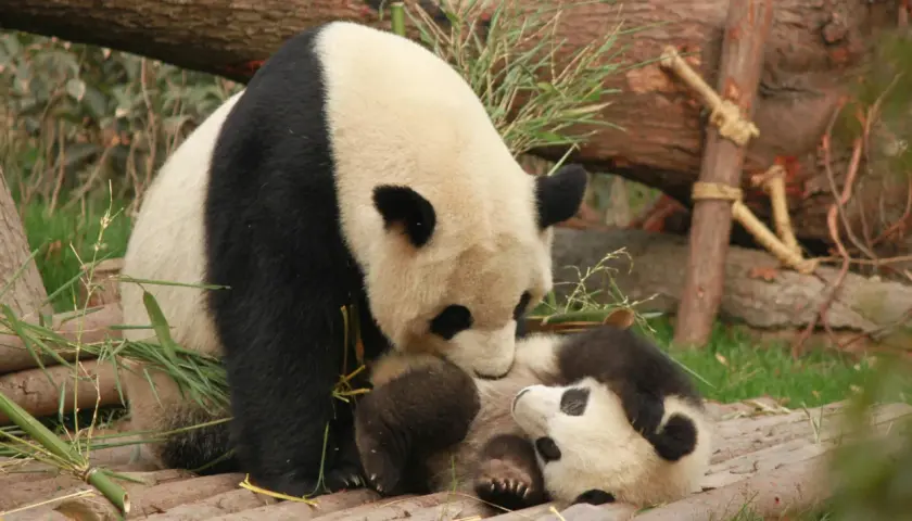Co to jest panda? Dwie pandy, duża i mała, przytulają się na drewnianej platformie wśród bambusów.