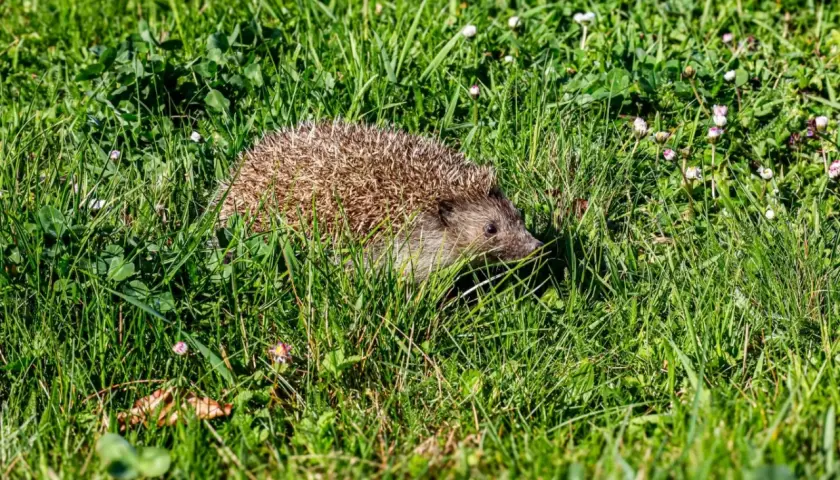 Jeż w trawie, szukający schronienia. Chcesz wiedzieć, jak zwabić jeże do ogrodu? Zostaw dla nich trochę dzikiej przestrzeni i wodę.