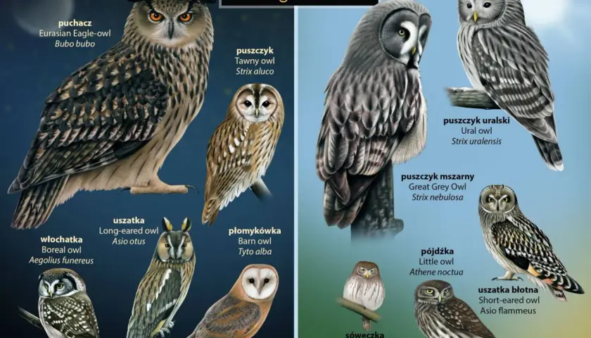 Ilustracja przedstawia różne gatunki sowy w Polsce: puchacza, uszatkę, płomykówkę, sóweczkę i inne.