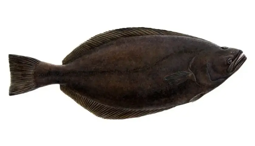 Halibut, ryba płaska, gdzie występuje? Najczęściej w zimnych wodach północnego Atlantyku i Pacyfiku.