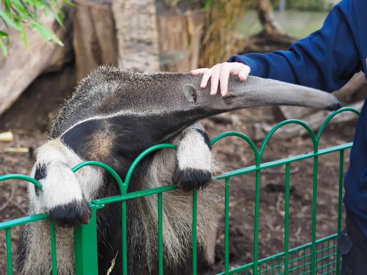 Mrównik, czyli mrówkojad, wyciąga pysk do ręki człowieka przez zielony płot.