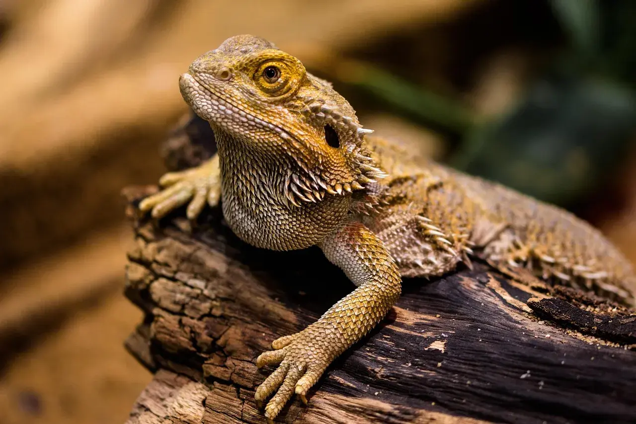 Agama brodata na pniu, ciekawa, ile żyją agamy brodate, bo ten osobnik wygląda na długowiecznego.