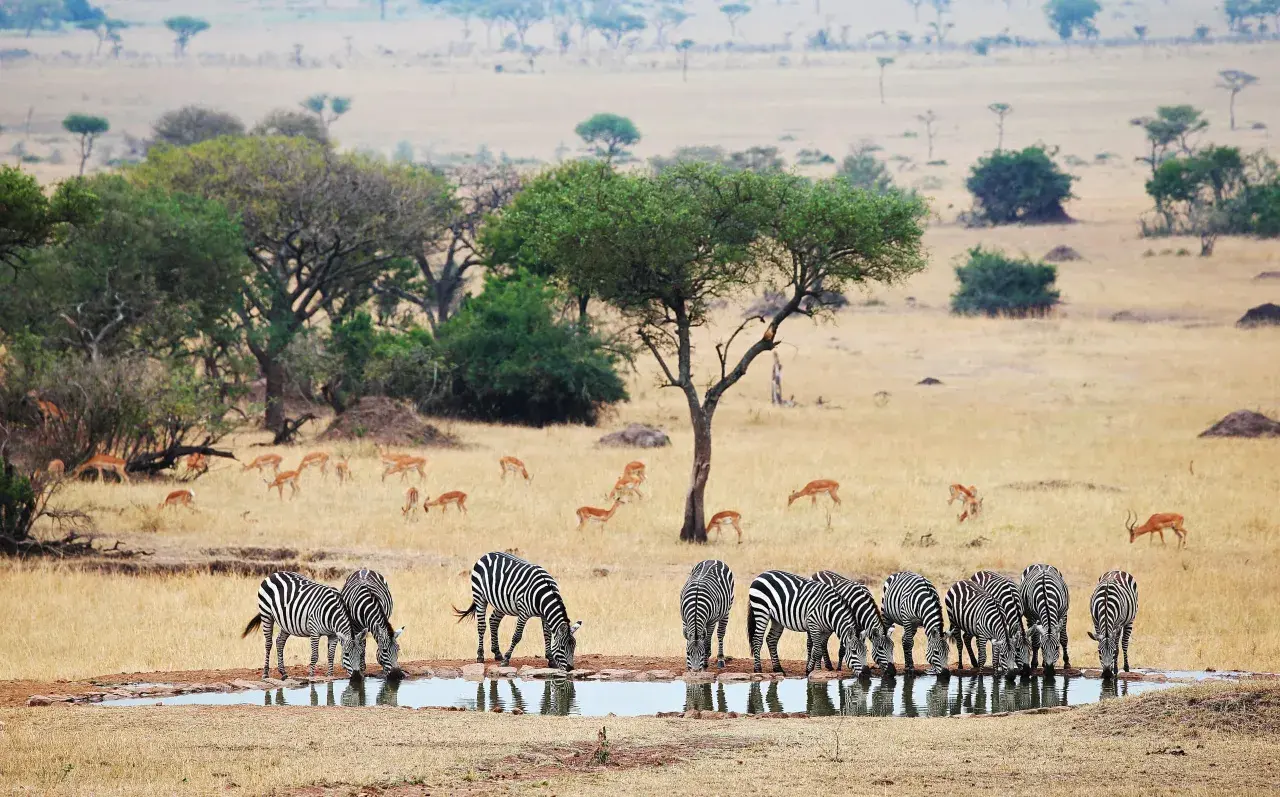 Stado zebr pije wodę na tle sawanny podczas tanzania safari. W oddali widać antylopy.
