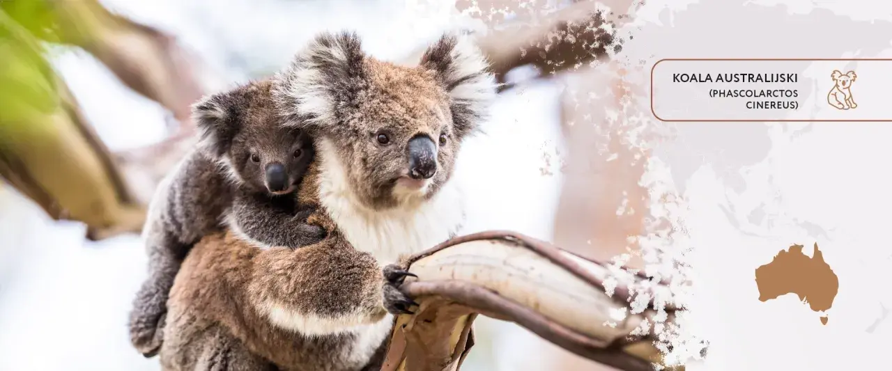 Koala australijski z dzieckiem na plecach, przytuleni do drzewa.