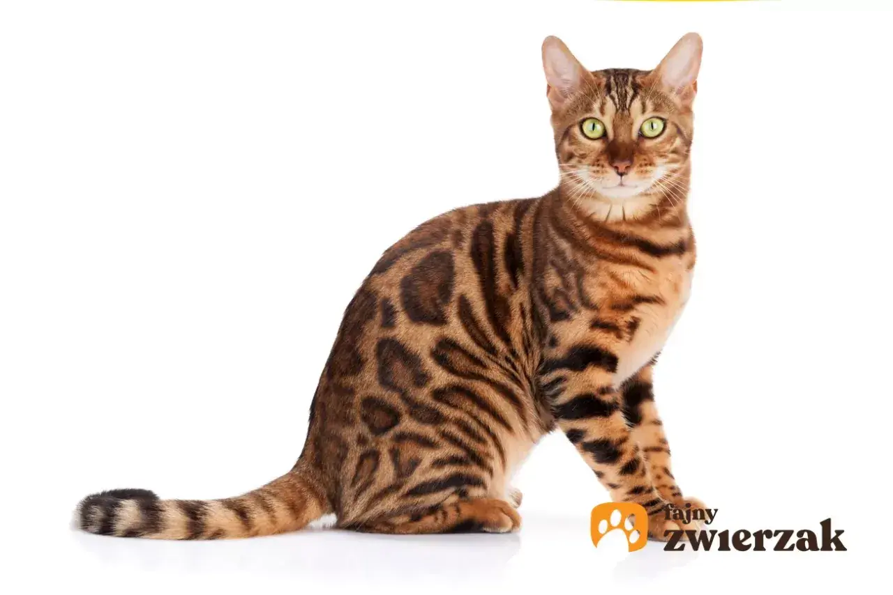Elegancki bengal kot o zielonych oczach i cętkowanym futrze siedzi na białym tle.