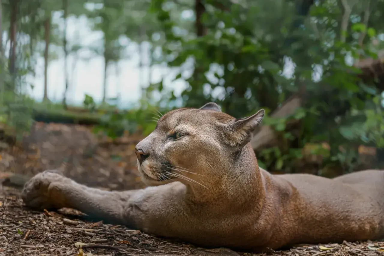 Puma leżąca na ziemi w lesie, z widokiem na profil.
