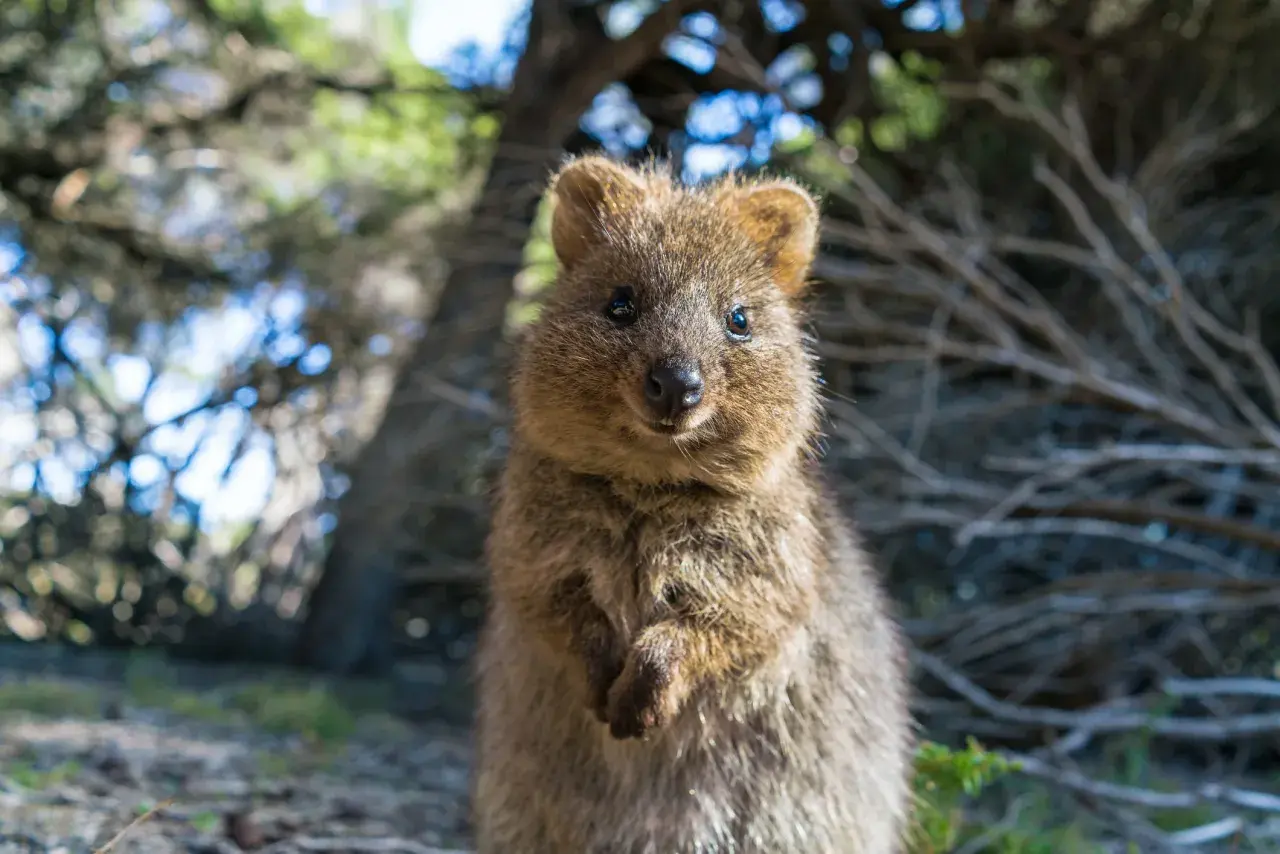 Uśmiechnięty quokka, znany jako najsłodsze zwierzę na świecie, siedzi w lesie, patrząc prosto w obiektyw.