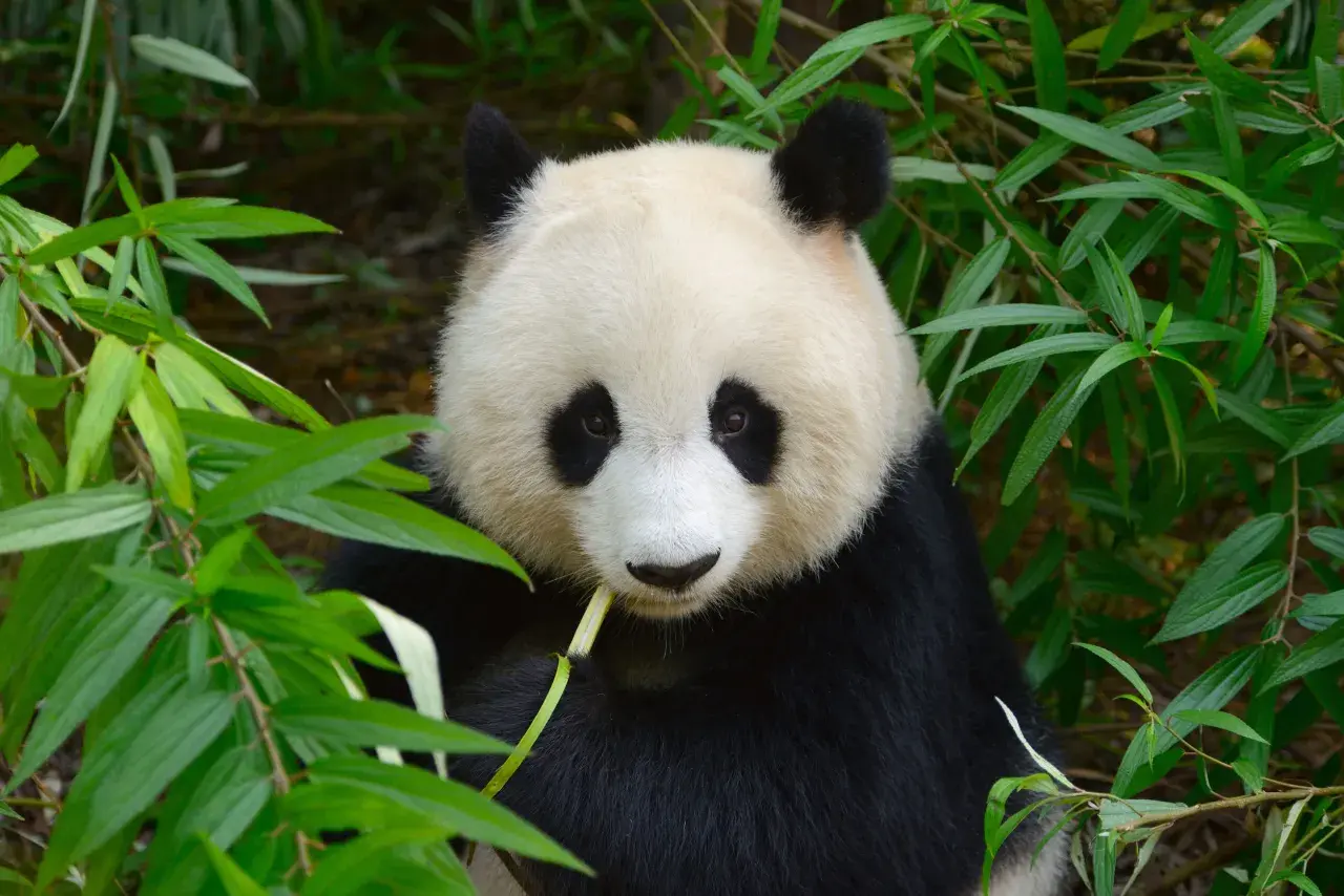 Panda jedząca bambus. Czy wiesz, że pandy spędzają 10-16 godzin dziennie na jedzeniu? To jedne z wielu ciekawostek o pandach.