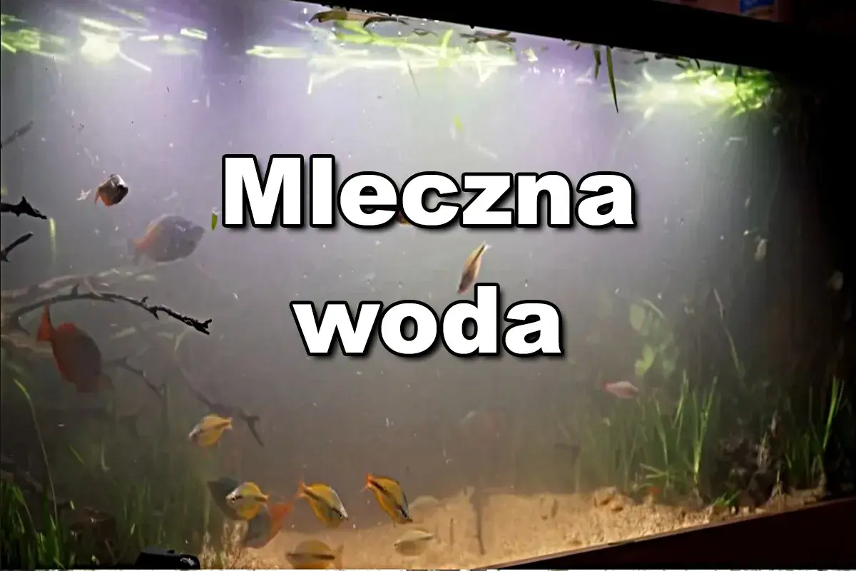 Mleczna woda w akwarium po 1 dniu. Rybki pływają w zamglonym otoczeniu, rośliny ledwo widoczne.