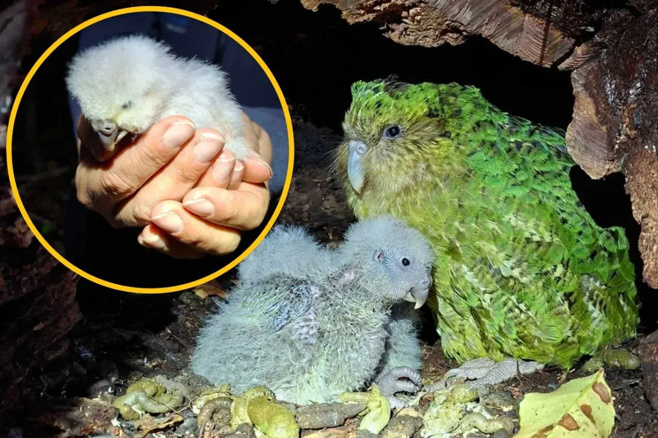 Mały, puchaty pisklak papugi kakapo w dłoniach, obok dorosłego osobnika i drugiego pisklaka w gnieździe.