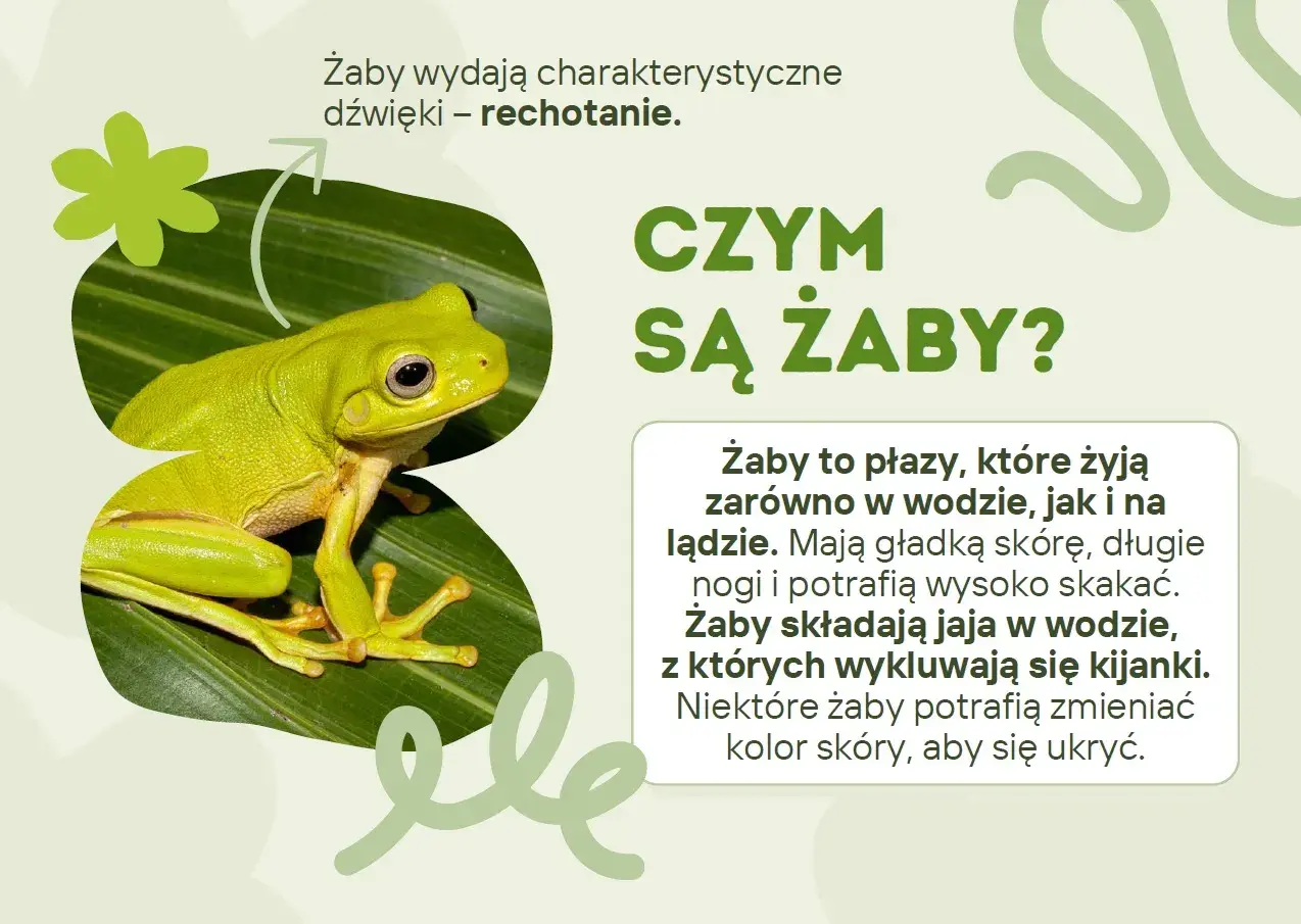 Zielona żaba na liściu, idealna na dzień żaby. Wydaje charakterystyczne dźwięki – rechotanie.