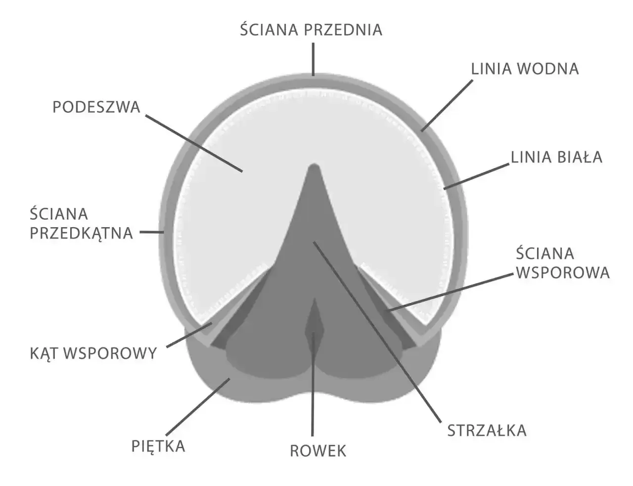 Przekrój kopyta konia, zwierzęcia parzystokopytnego. Widoczne elementy: podeszwa, ściany, strzałka.