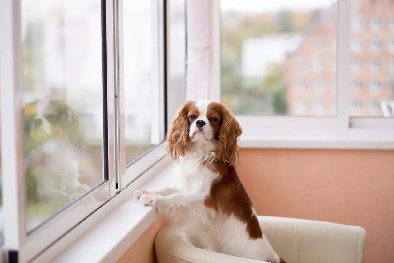 Uroczy piesek rasy Cavalier King Charles Spaniel, który czeka na swojego pana, siedząc na kanapie przy oknie w bloku.