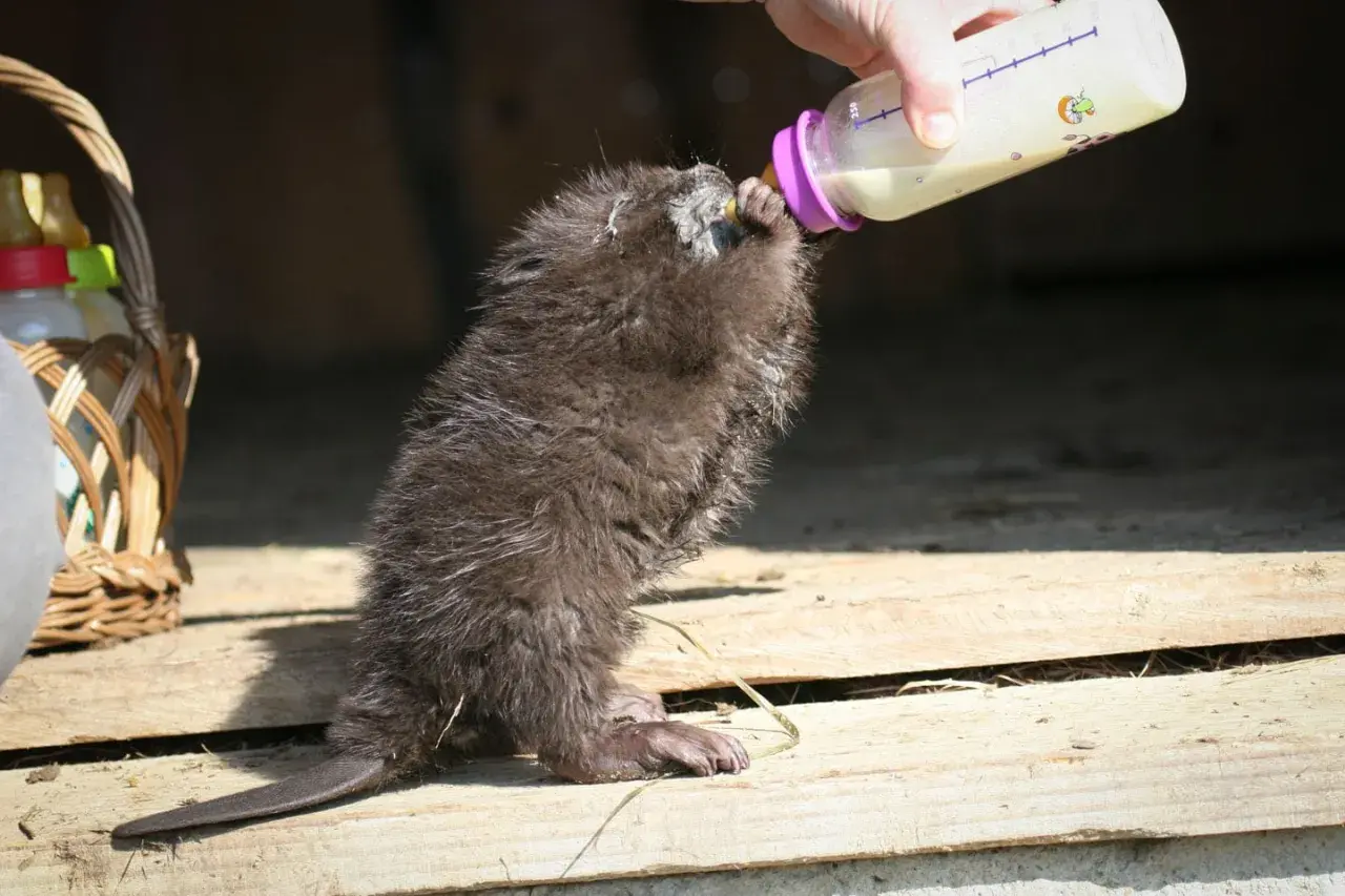 Młody bóbr pije mleko z butelki.