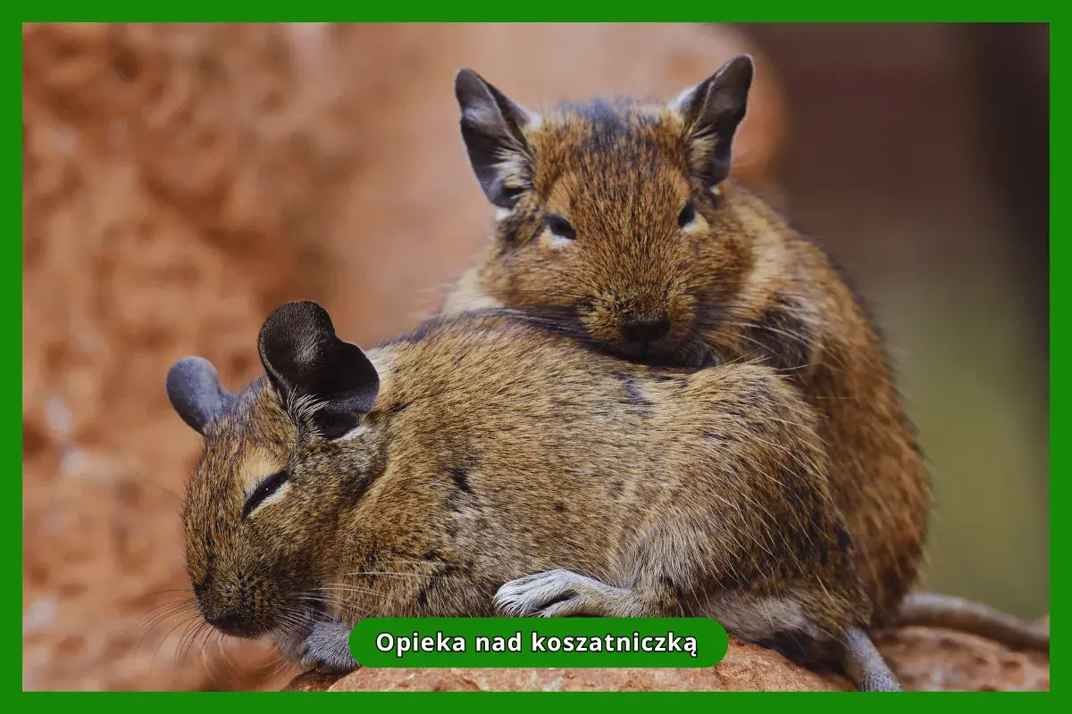 Dwie koszatniczki domowe przytulają się do siebie. Jedna z nich opiera głowę na grzbiecie drugiej, tworząc uroczy widok.