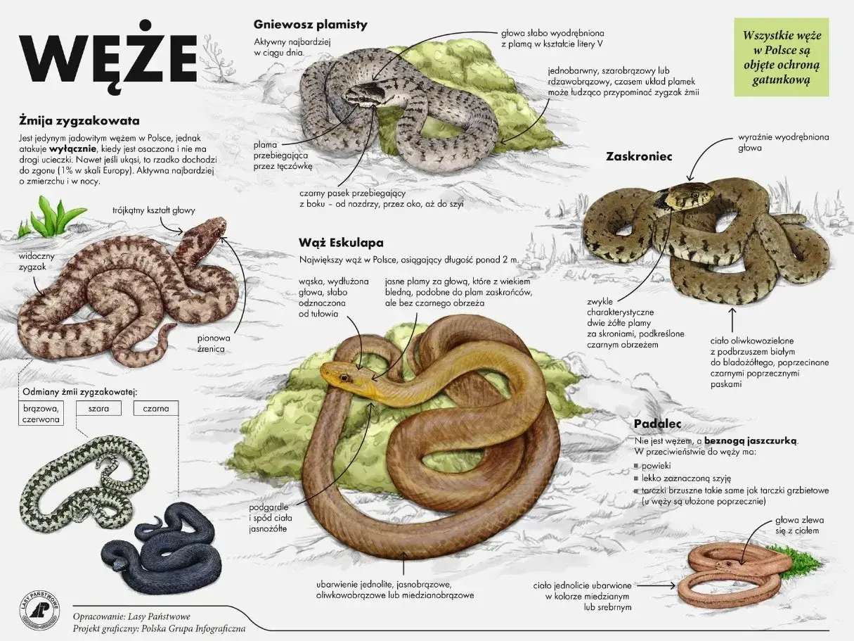 Ilustracje węży: zaskroniec, żmija zygzakowata, wąż Eskulapa i padalec.