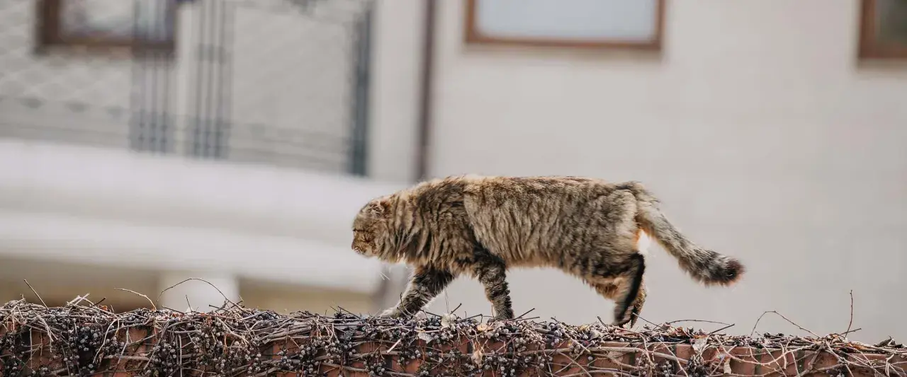 Puszysty kot przechadza się po murze porośniętym pnączami. Ciekawe koty potrafią być zwinne i tajemnicze.