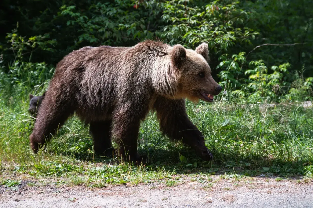 Dorosły niedźwiedź brunatny z młodym w tle, przemierzający polską dzicz.