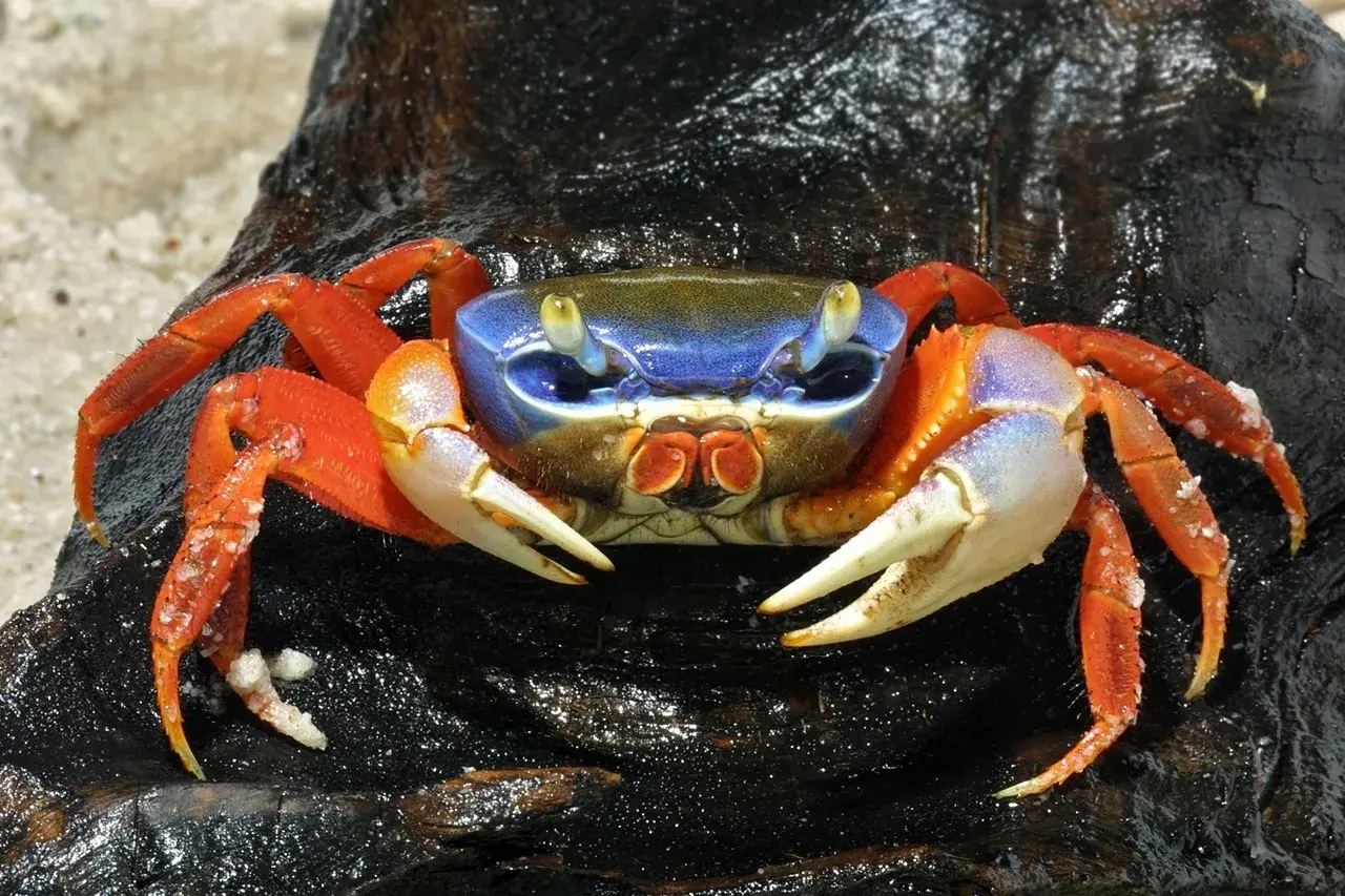 Krab tęczowy, znany z jaskrawych kolorów, wymaga specyficznych warunków do życia. Jego pancerz mieni się odcieniami niebieskiego, pomarańczowego i białego.