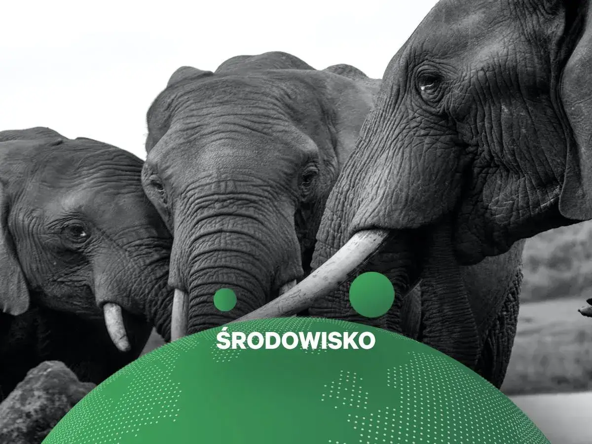 Trzy słonie w zbliżeniu. Zastanawiasz się, ile jest słoni na świecie? Dbajmy o ich środowisko.