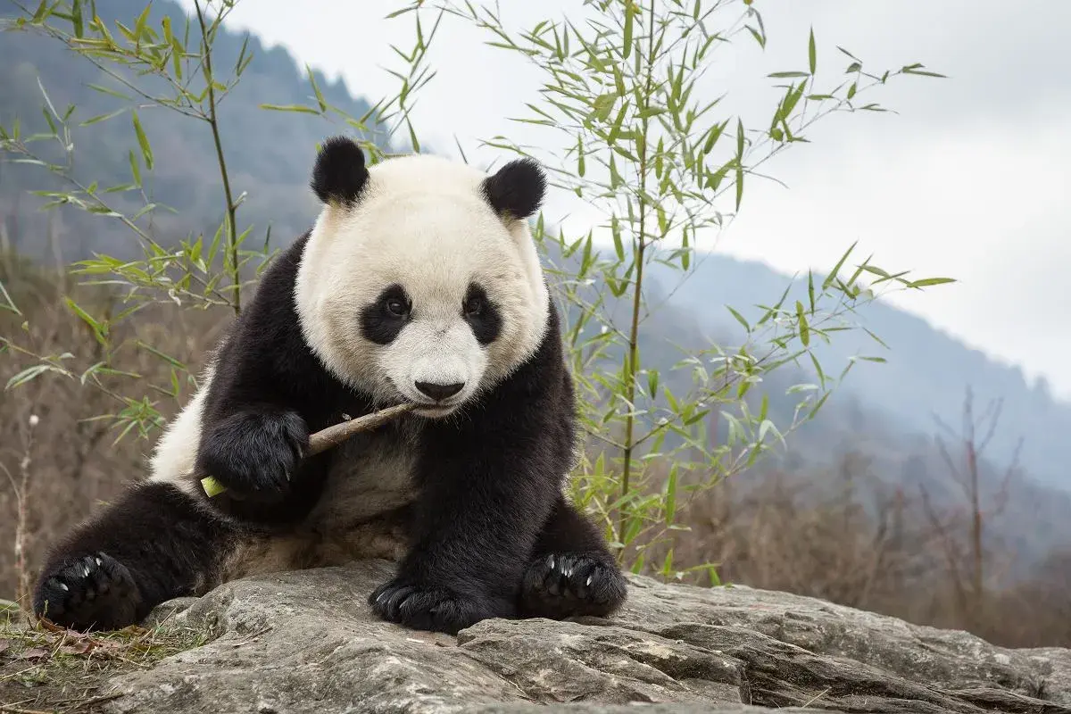 Siedząca panda gryzie gałązkę. Czy panda to niedźwiedź? To pytanie nurtuje wielu, ale ta urocza panda z pewnością wygląda jak mały, futrzasty niedźwiadek.