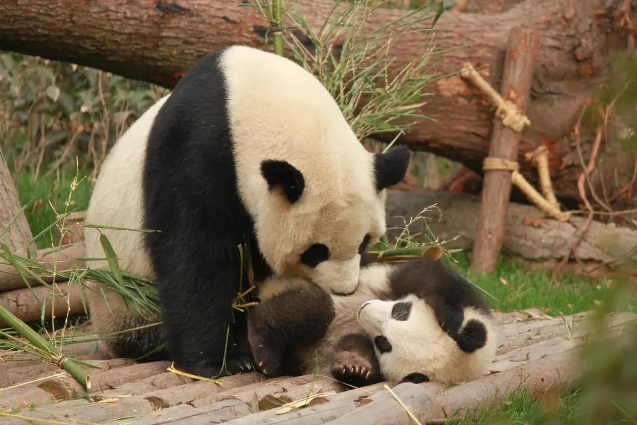 Co to jest panda? Dwie pandy, duża i mała, przytulają się na drewnianej platformie wśród bambusów.