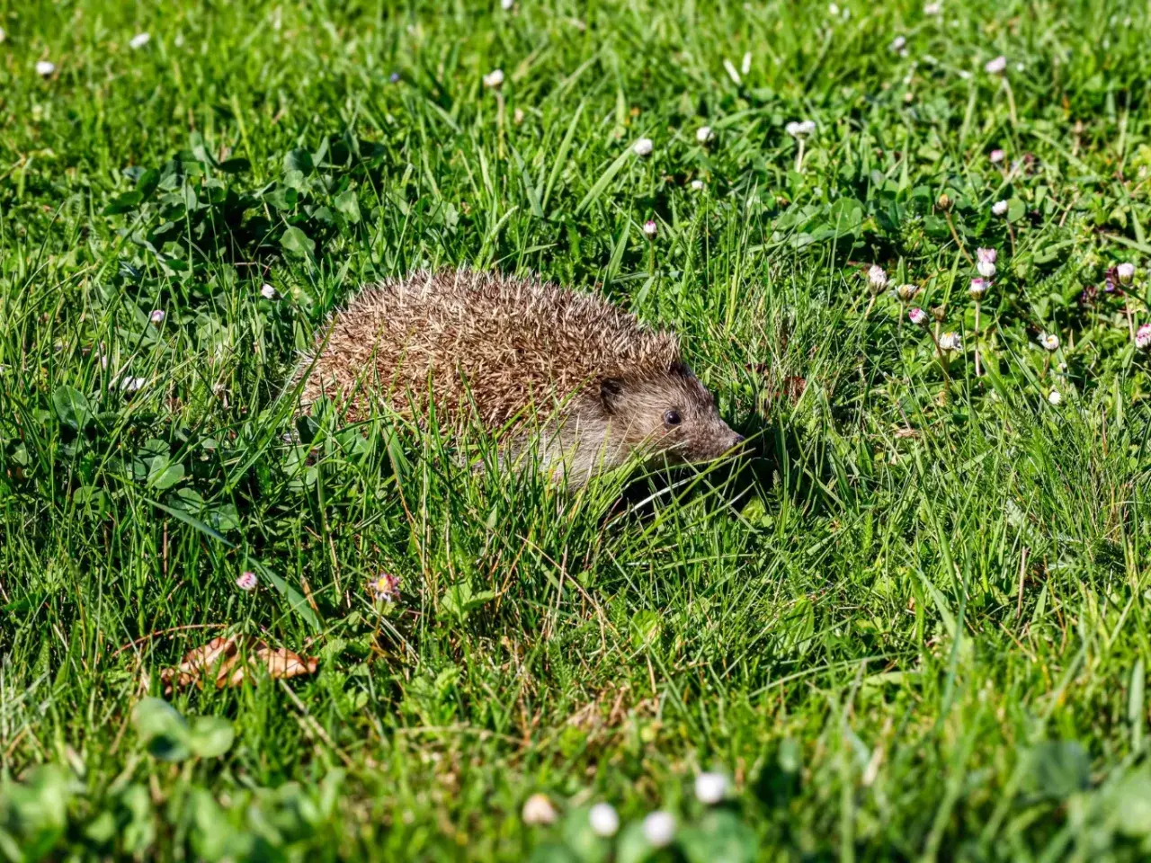 Jeż w trawie, szukający schronienia. Chcesz wiedzieć, jak zwabić jeże do ogrodu? Zostaw dla nich trochę dzikiej przestrzeni i wodę.