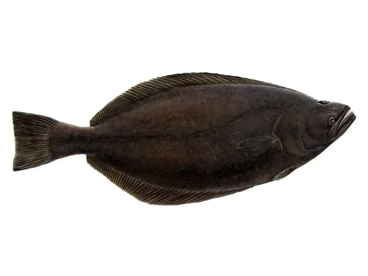 Halibut, ryba płaska, gdzie występuje? Najczęściej w zimnych wodach północnego Atlantyku i Pacyfiku.