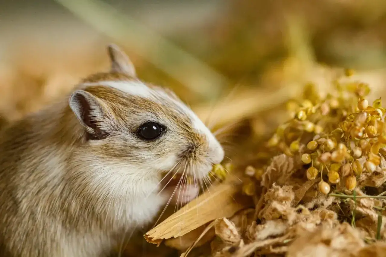 Myszoskoczek zajada się ziarnami. Czy myszoskoczek może być sam? Ten mały gryzoń wygląda na zadowolonego, ale w naturze żyją w stadach.