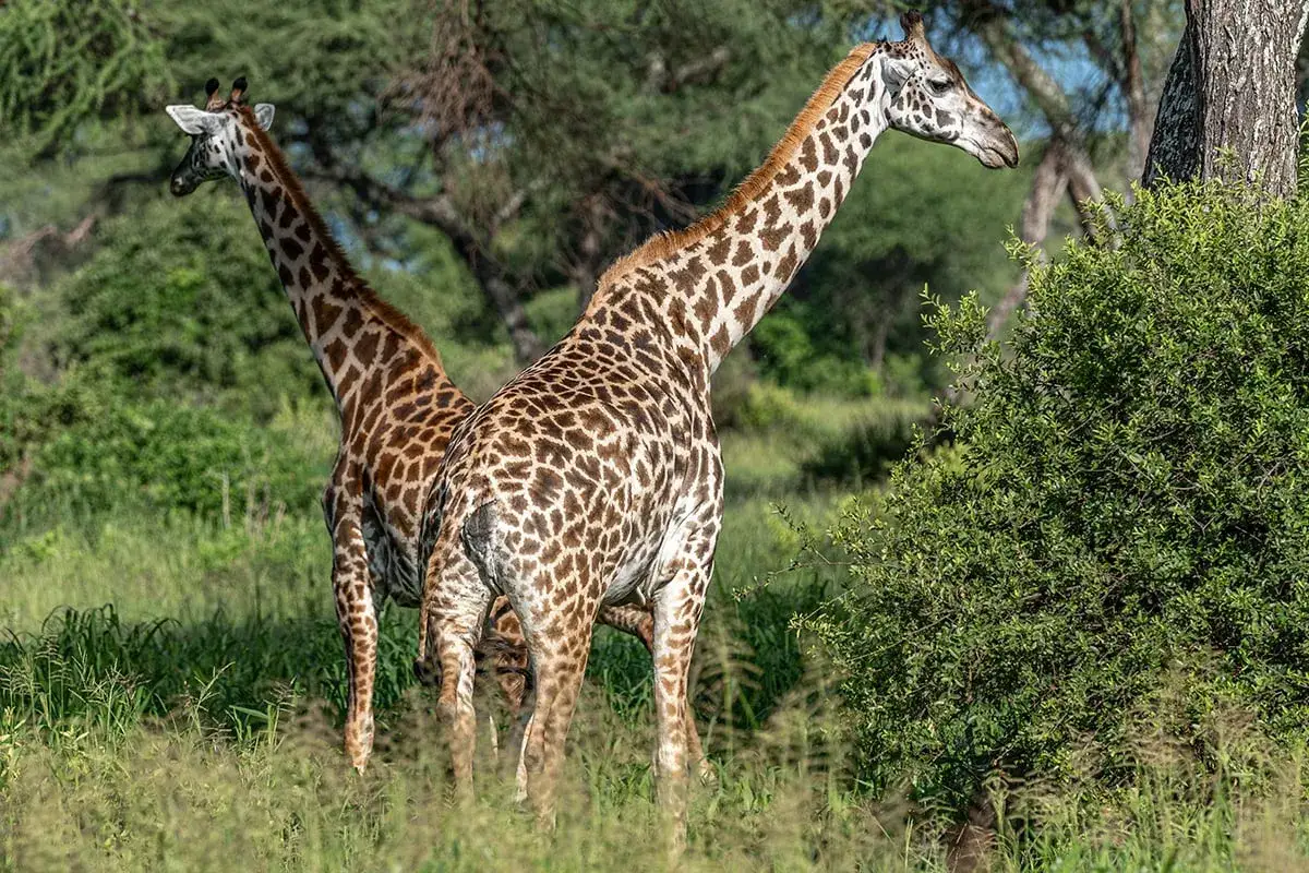 Dwie żyrafy na tle zieleni. Niezapomniane wrażenia z tanzania safari.
