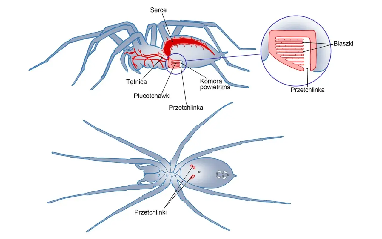 Anatomia pająka: serce, tętnica, płucotchawki i przetchlinki. Czy owad to zwierzę? Tak, pająk jest zwierzęciem.