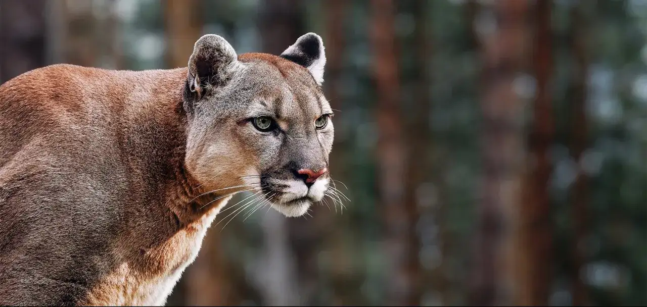 Puma o zielonych oczach, z profilu, w tle lasu. Choć nie jest to pantera, jej dzikość budzi respekt.